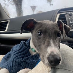 Meet your Posher, Bernadette